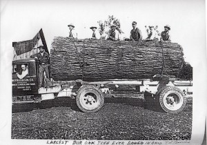 W.P. Robinson Co. with largest bur oak sawed in Ohio, 1934.
