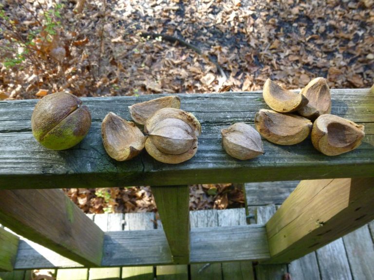 Nuts to Hickory Nuts Karen’s Chatt